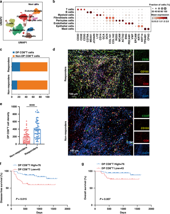 CD39+CD103+CD8+ T cells enhance neoadjuvant chemoimmunotherapy efficacy in head and neck squamous cell carcinoma CD39+CD103+CD8+ T cells enhance neoadjuvant chemoimmunotherapy efficacy in head and neck squamous cell carcinoma