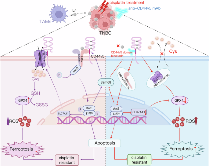CD44v5 promotes triple-negative breast cancer cisplatin resistance by enhancing IL-4/IL-4Rα/STAT3 pathway and stabilizing membranous SLC7A11 CD44v5 promotes triple-negative breast cancer cisplatin resistance by enhancing IL-4/IL-4Rα/STAT3 pathway and stabilizing membranous SLC7A11