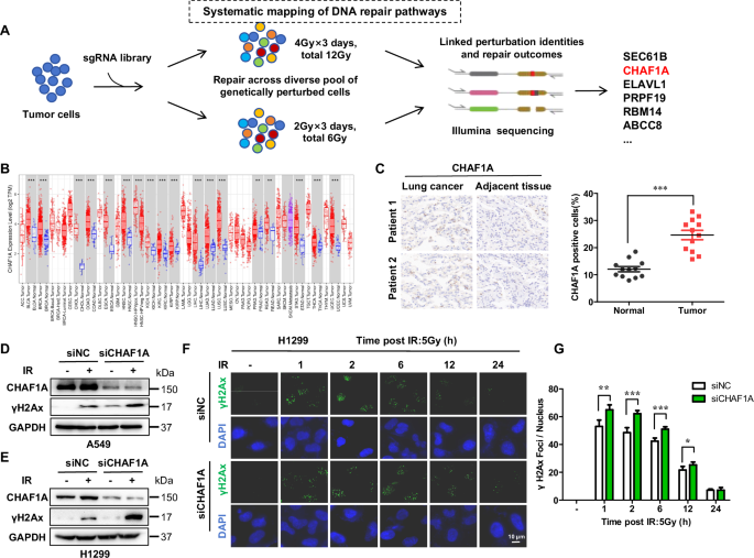 CHAF1A promotes RAD51 loading and homologous recombination to drive tumor radioresistance CHAF1A promotes RAD51 loading and homologous recombination to drive tumor radioresistance