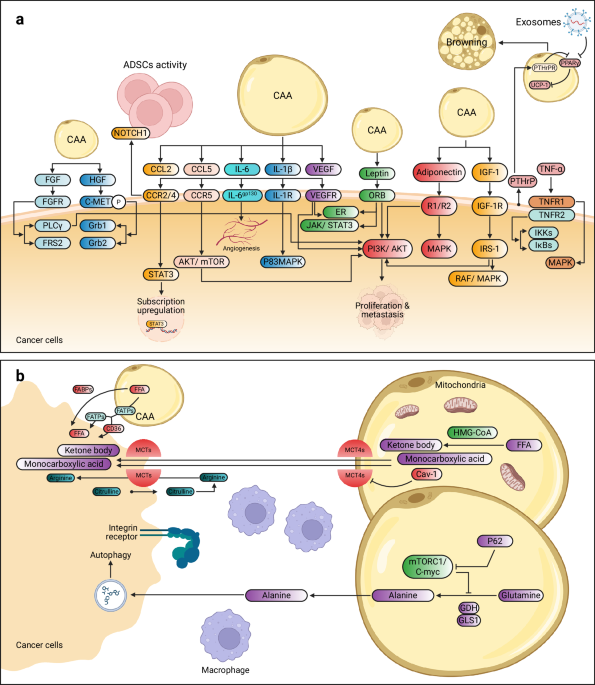 Cancer-associated adipocytes: metabolic reprogramming, crosstalk and therapeutic implications in tumor progression Cancer-associated adipocytes: metabolic reprogramming, crosstalk and therapeutic implications in tumor progression