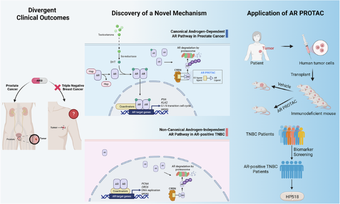 Constitutive androgen receptor activity sustains DNA replication programs in triple-negative breast cancer Constitutive androgen receptor activity sustains DNA replication programs in triple-negative breast cancer