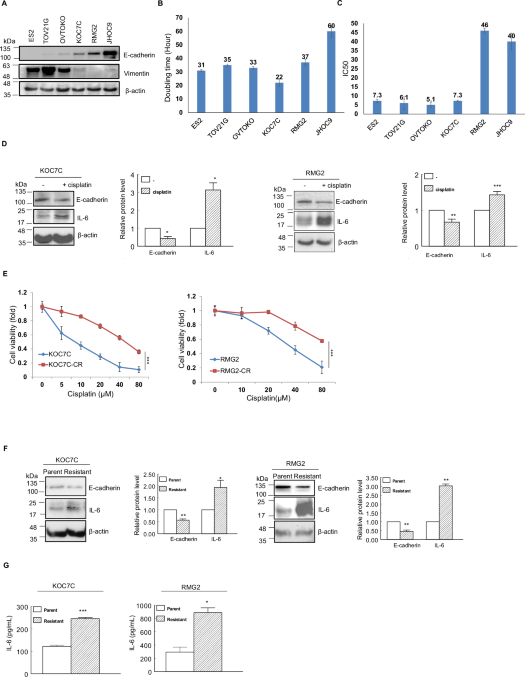 E-cadherin-driven interleukin-6 expression promotes autophagy-mediated platinum resistance in ovarian clear cell carcinoma E-cadherin-driven interleukin-6 expression promotes autophagy-mediated platinum resistance in ovarian clear cell carcinoma