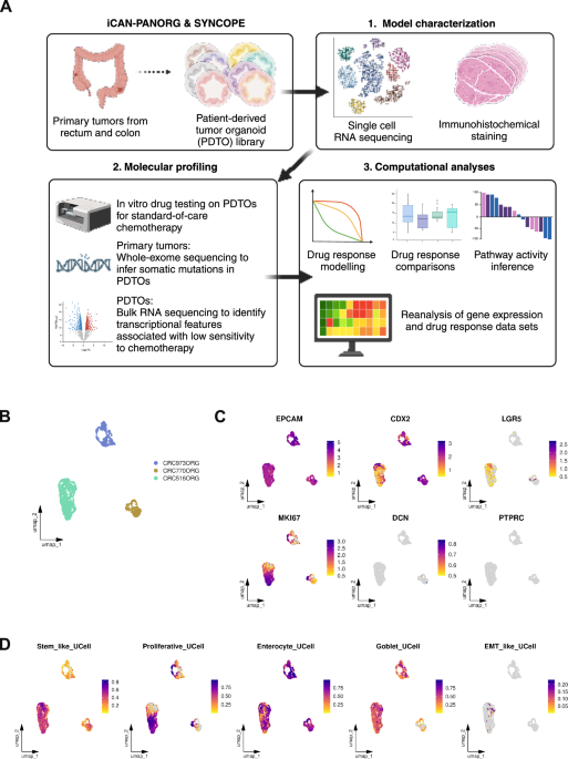 Epithelial interferon-stimulated gene programs modulate chemotherapy sensitivity in colorectal cancer via EPSTI1 Epithelial interferon-stimulated gene programs modulate chemotherapy sensitivity in colorectal cancer via EPSTI1