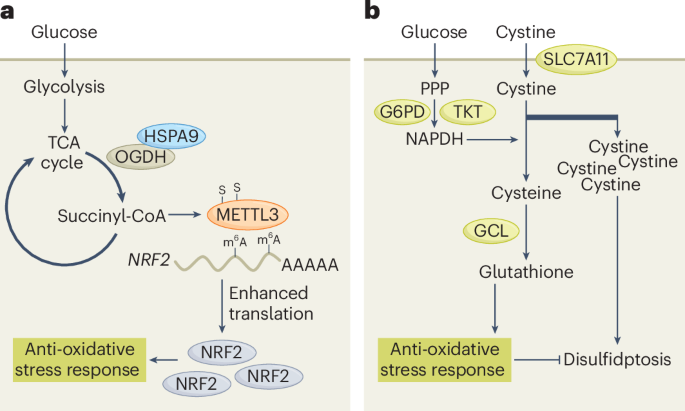 Evading disulfidptosis via NRF2 translation Evading disulfidptosis via NRF2 translation