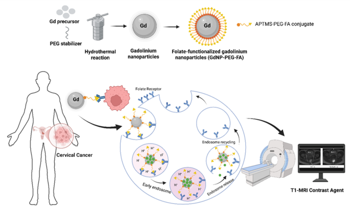 Exploring the in-vitro evaluation of folic acid-modified gadolinium nanoparticles in HEK-293, HeLa, and KB cancer cells for targeted-MR-imaging agent candidate Exploring the in-vitro evaluation of folic acid-modified gadolinium nanoparticles in HEK-293, HeLa, and KB cancer cells for targeted-MR-imaging agent candidate