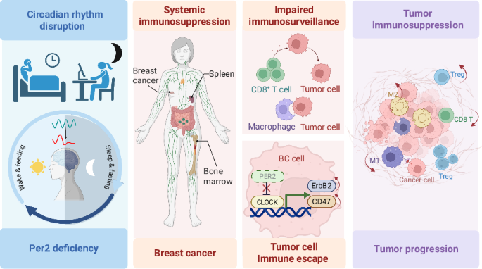 Functional deficiency of circadian regulator PER2 enhances breast cancer susceptibility and progression with immunosuppression Functional deficiency of circadian regulator PER2 enhances breast cancer susceptibility and progression with immunosuppression