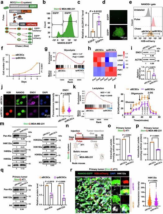 Glycolytic enolase 1-induced H4K12 lactylation activates quiescent breast cancer stem-like cells in triple-negative breast cancer Glycolytic enolase 1-induced H4K12 lactylation activates quiescent breast cancer stem-like cells in triple-negative breast cancer
