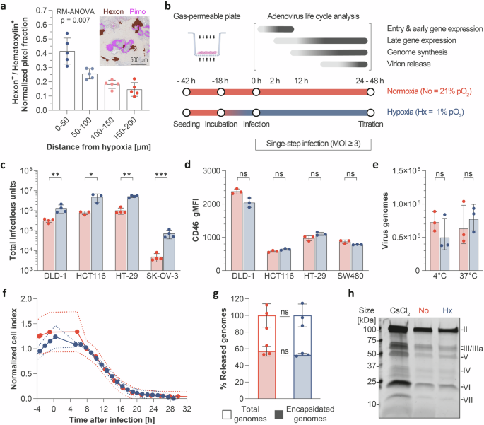 Hypoxia increases the activity of oncolytic adenoviruses through HIF-2α-stimulated E1A expression Hypoxia increases the activity of oncolytic adenoviruses through HIF-2α-stimulated E1A expression