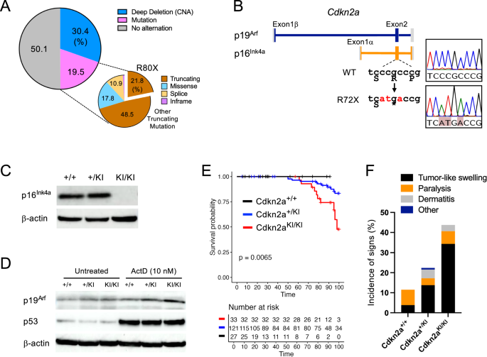 Imbalanced p53–RB signaling triggers cGAS–STING–mediated immune activation in early oral cancer development Imbalanced p53–RB signaling triggers cGAS–STING–mediated immune activation in early oral cancer development