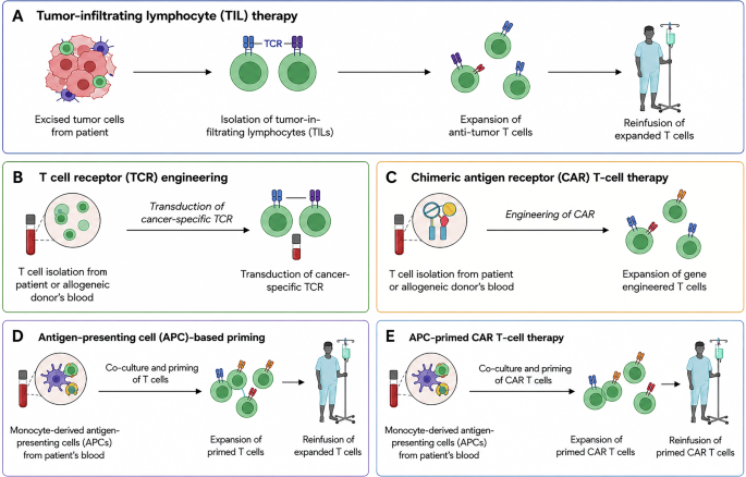 Investigating the role of costimulatory domains in enhancing CAR-T cell persistence in TNBC Investigating the role of costimulatory domains in enhancing CAR-T cell persistence in TNBC