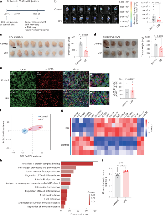 Low-protein diet enhances antitumor immunity in pancreatic cancer through microbiota-derived UDP-galactose Low-protein diet enhances antitumor immunity in pancreatic cancer through microbiota-derived UDP-galactose