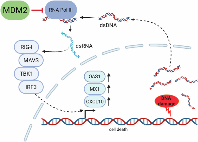 MDM2 binds and suppresses RNA polymerase III to restrain the innate immune response to cytosolic DNA MDM2 binds and suppresses RNA polymerase III to restrain the innate immune response to cytosolic DNA