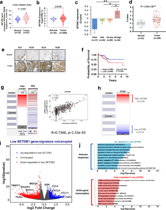 Oncogene SETDB1’s dual role: driving tumor progression and immune escape Oncogene SETDB1’s dual role: driving tumor progression and immune escape