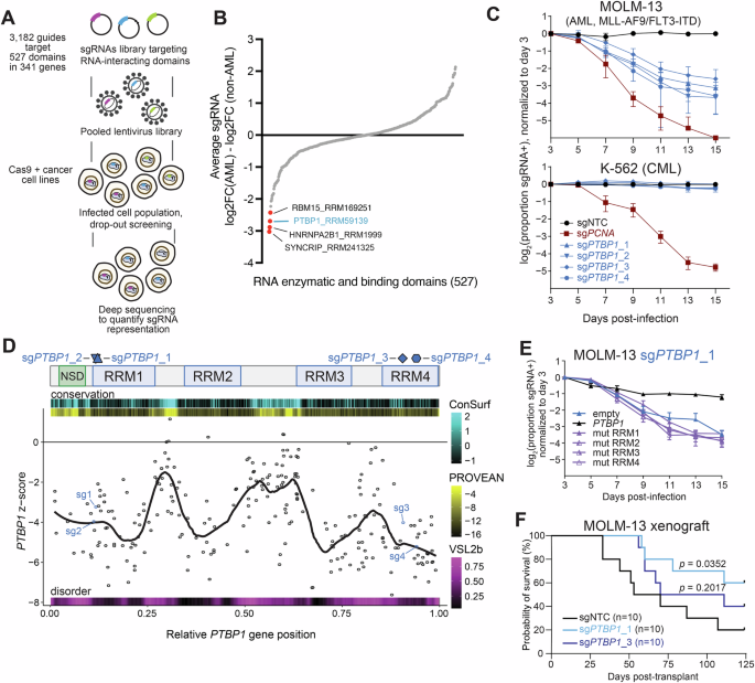 PTBP1 controls oncogenic transcript processing and maintenance of acute myeloid leukemia PTBP1 controls oncogenic transcript processing and maintenance of acute myeloid leukemia