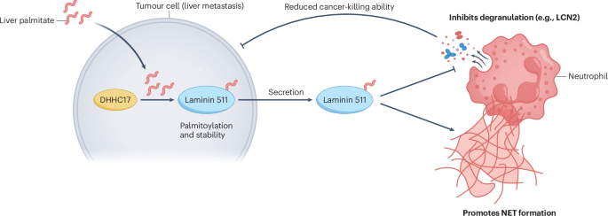 Palmitoylation modulates neutrophil anti-tumour function in liver metastasis Palmitoylation modulates neutrophil anti-tumour function in liver metastasis