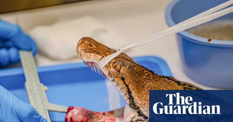 Python named Jodie Foster first snake to receive pioneering cancer treatment | Animals Python named Jodie Foster first snake to receive pioneering cancer treatment | Animals