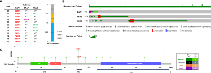 RAF1 S257L/S259F hotspot mutations: functional characterization and intrinsic resistance to the RAS(ON) inhibitor daraxonrasib in melanoma RAF1 S257L/S259F hotspot mutations: functional characterization and intrinsic resistance to the RAS(ON) inhibitor daraxonrasib in melanoma