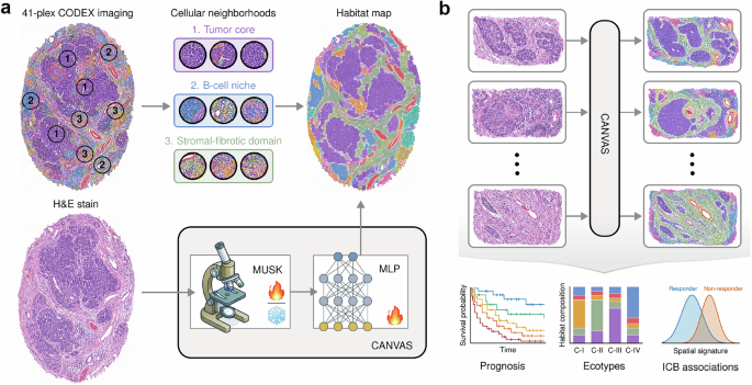 Reading tumor ecosystems from routine histology Reading tumor ecosystems from routine histology