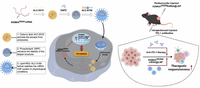 Reversing KDM6A phosphorylation-driven epigenetic suppression restores pyroptosis and synergizes with anti-PD-1 therapy in HNSCC Reversing KDM6A phosphorylation-driven epigenetic suppression restores pyroptosis and synergizes with anti-PD-1 therapy in HNSCC