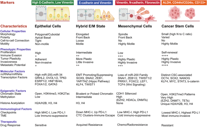 Role of epithelial-mesenchymal transition (EMT) in malignancies: current status and future prospects Role of epithelial-mesenchymal transition (EMT) in malignancies: current status and future prospects