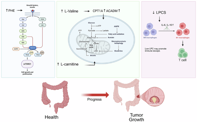 Serum metabolomics identifies phenylalanine and carnitine-associated vulnerabilities in colorectal cancer Serum metabolomics identifies phenylalanine and carnitine-associated vulnerabilities in colorectal cancer