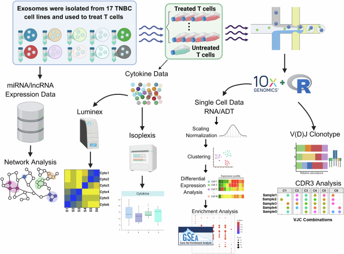 Single-cell multiomics reveals exosome-mediated reprogramming and clonotypic remodeling of T cells in triple-negative breast cancer Single-cell multiomics reveals exosome-mediated reprogramming and clonotypic remodeling of T cells in triple-negative breast cancer