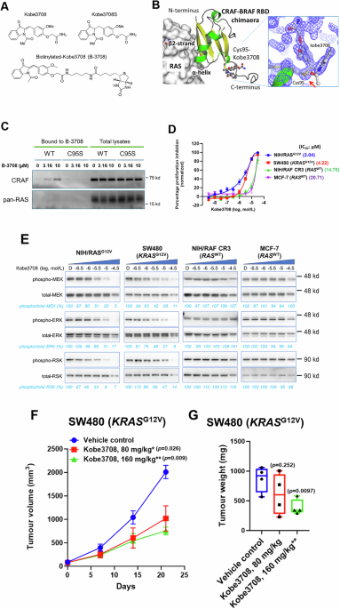 Small-molecule RAS/RAF inhibitors target RAS-driven cancers via allosteric RAF disruption Small-molecule RAS/RAF inhibitors target RAS-driven cancers via allosteric RAF disruption