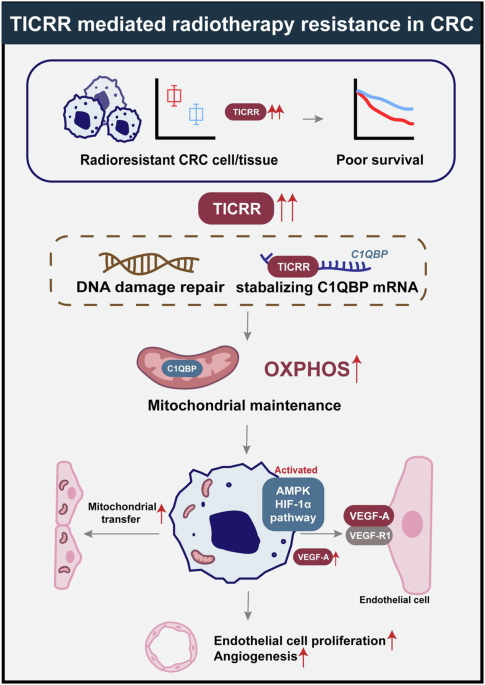 TICRR orchestrates mitochondrial dynamics and tumor-endothelial crosstalk to drive radioresistance in colorectal cancer TICRR orchestrates mitochondrial dynamics and tumor-endothelial crosstalk to drive radioresistance in colorectal cancer