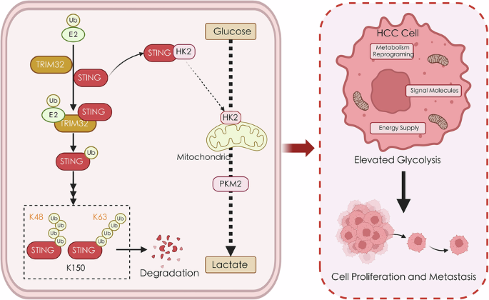 TRIM32-mediated ubiquitination of STING promotes glycolysis and tumor progression TRIM32-mediated ubiquitination of STING promotes glycolysis and tumor progression