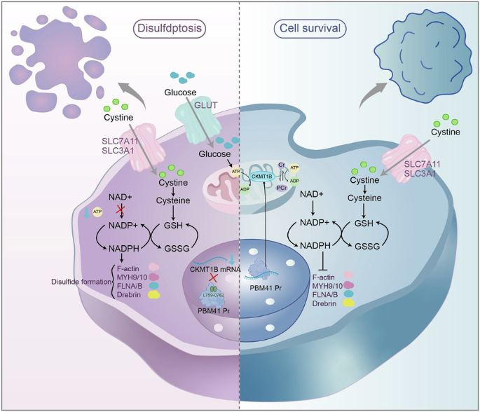 Targeting RBM41-mediated CKMT1B mRNA stability triggers disulfidptosis and suppresses tongue squamous cell carcinoma Targeting RBM41-mediated CKMT1B mRNA stability triggers disulfidptosis and suppresses tongue squamous cell carcinoma