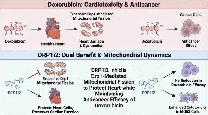 The Drp1 inhibitor DRP1i2 confers cardioprotection against doxorubicin-induced cardiotoxicity The Drp1 inhibitor DRP1i2 confers cardioprotection against doxorubicin-induced cardiotoxicity