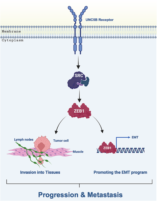 UNC5B regulates epithelial-to-mesenchymal transition through a SRC-ZEB1 signaling axis to facilitate pancreatic cancer metastasis UNC5B regulates epithelial-to-mesenchymal transition through a SRC-ZEB1 signaling axis to facilitate pancreatic cancer metastasis