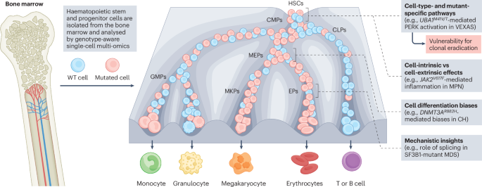 A single-cell lens into the co-evolution of genotypes and phenotypes in cancer A single-cell lens into the co-evolution of genotypes and phenotypes in cancer