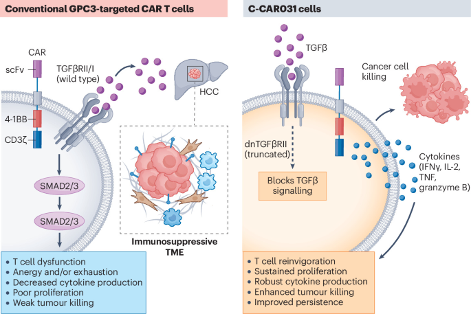Armouring GPC3 CAR T cells for hepatocellular carcinoma: how much is enough and what comes next? Armouring GPC3 CAR T cells for hepatocellular carcinoma: how much is enough and what comes next?