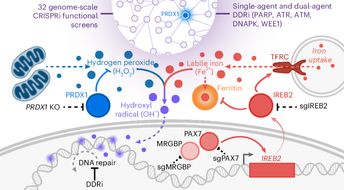 Chemogenomic maps reveal a PRDX1-dependent iron–damage axis in the DNA damage response Chemogenomic maps reveal a PRDX1-dependent iron–damage axis in the DNA damage response