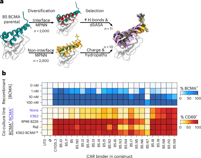 Defining attributes of effective binders for AI-assisted CAR design Defining attributes of effective binders for AI-assisted CAR design