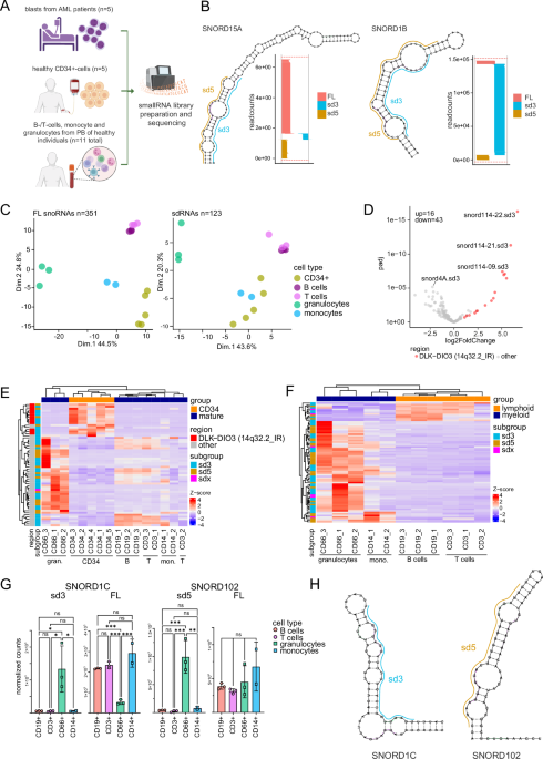 Functional characterization of snoRNA-derived RNA (sdRNA) expression in healthy hematopoiesis and acute myeloid leukemia Functional characterization of snoRNA-derived RNA (sdRNA) expression in healthy hematopoiesis and acute myeloid leukemia