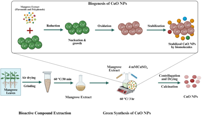 Green synthesis of CuO nanoparticles using mangrove leaves for targeted delivery of platinum (II) therapeutics Green synthesis of CuO nanoparticles using mangrove leaves for targeted delivery of platinum (II) therapeutics