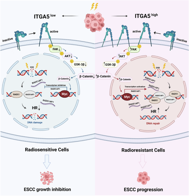 ITGA5 promotes homologous recombination mediated radioresistance in esophageal squamous cell carcinoma by upregulating RAD51AP1 expression ITGA5 promotes homologous recombination mediated radioresistance in esophageal squamous cell carcinoma by upregulating RAD51AP1 expression