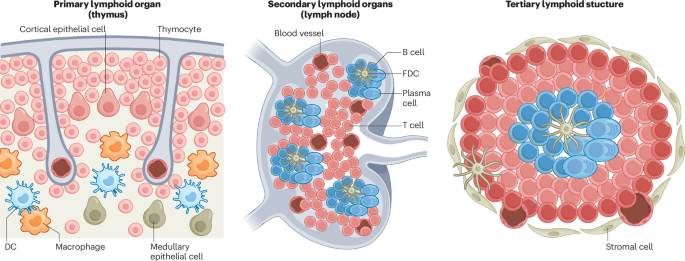 Immunogenic cell death and tertiary lymphoid structures: bridging tumour cell death and immune organization Immunogenic cell death and tertiary lymphoid structures: bridging tumour cell death and immune organization