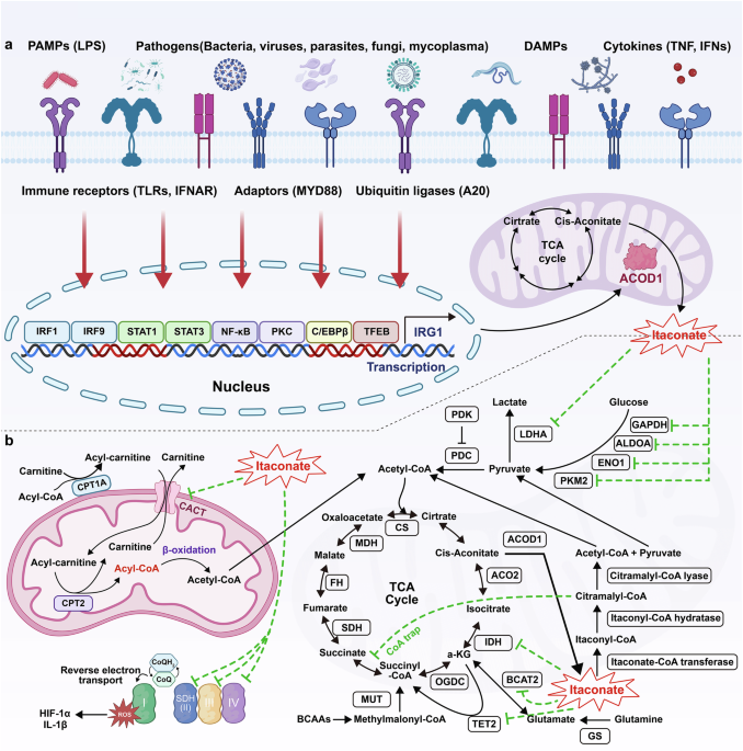 Itaconate and its derivatives in human health and diseases Itaconate and its derivatives in human health and diseases