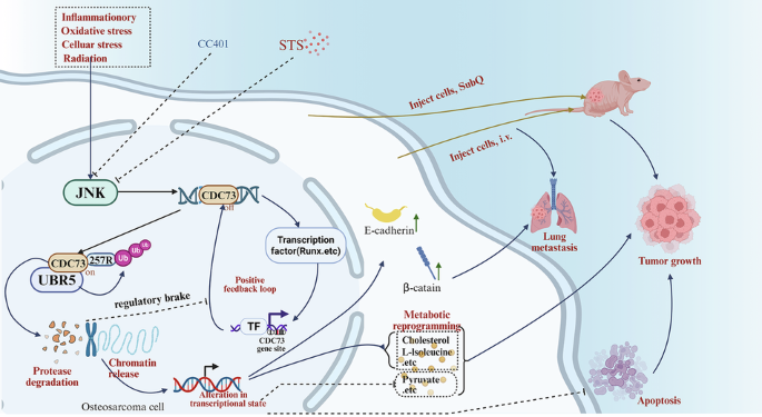 JNK acts as a molecular brake of the CDC73 positive feedback loop to modulate osteosarcoma malignant progression via UBR5 JNK acts as a molecular brake of the CDC73 positive feedback loop to modulate osteosarcoma malignant progression via UBR5
