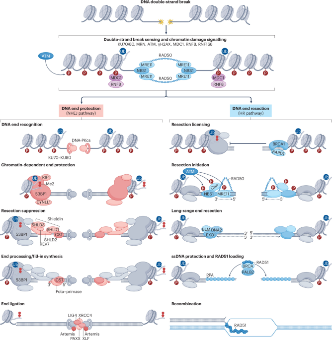 Mechanisms and disease relevance of DNA break repair pathway choice Mechanisms and disease relevance of DNA break repair pathway choice
