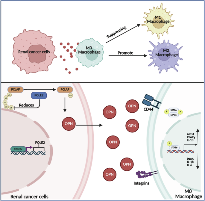 POLE2 of tumor cells promotes OPN secretion based on PCLAF to drive M2 macrophage polarization in clear cell renal cell carcinoma POLE2 of tumor cells promotes OPN secretion based on PCLAF to drive M2 macrophage polarization in clear cell renal cell carcinoma