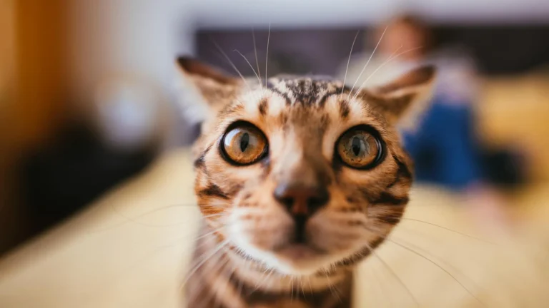 Scientists say house cats could help unlock better cancer treatments for humans Scientists say house cats could help unlock better cancer treatments for humans