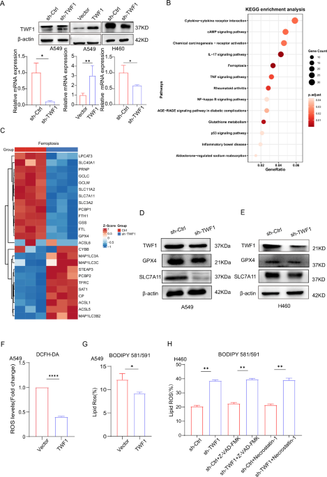 TWF1 inhibition overcomes cisplatin resistance in NSCLC by inducing ferroptosis via p53-dependent SLC7A11 repression and autophagy-mediated glutathione metabolism reprogramming TWF1 inhibition overcomes cisplatin resistance in NSCLC by inducing ferroptosis via p53-dependent SLC7A11 repression and autophagy-mediated glutathione metabolism reprogramming