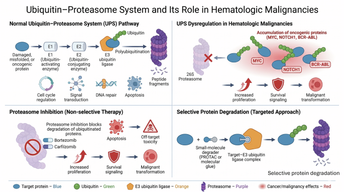 Targeted degradation of protein in hematologic malignancies: mechanisms, therapeutic strategies, and clinical prospects Targeted degradation of protein in hematologic malignancies: mechanisms, therapeutic strategies, and clinical prospects