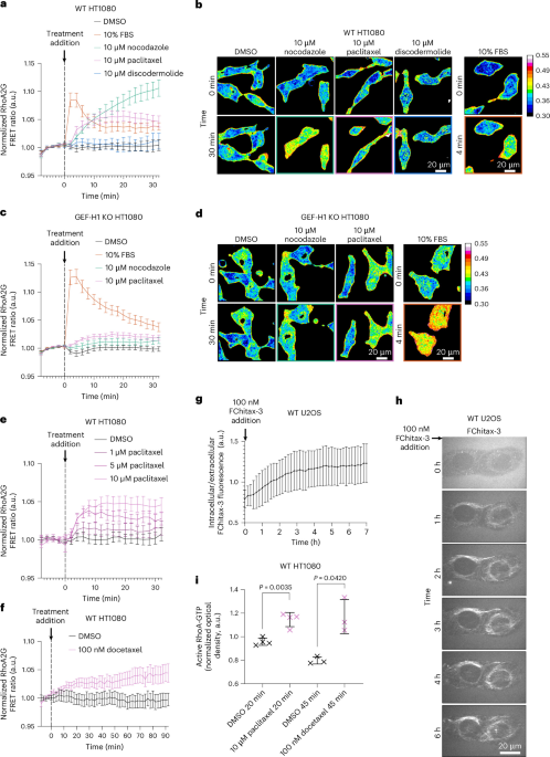 Taxane-induced conformational changes in the microtubule lattice activate GEF-H1-dependent RhoA signalling Taxane-induced conformational changes in the microtubule lattice activate GEF-H1-dependent RhoA signalling