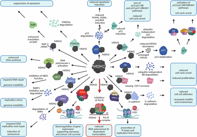 The expanding MDM2 universe | Cell Death & Differentiation The expanding MDM2 universe | Cell Death & Differentiation