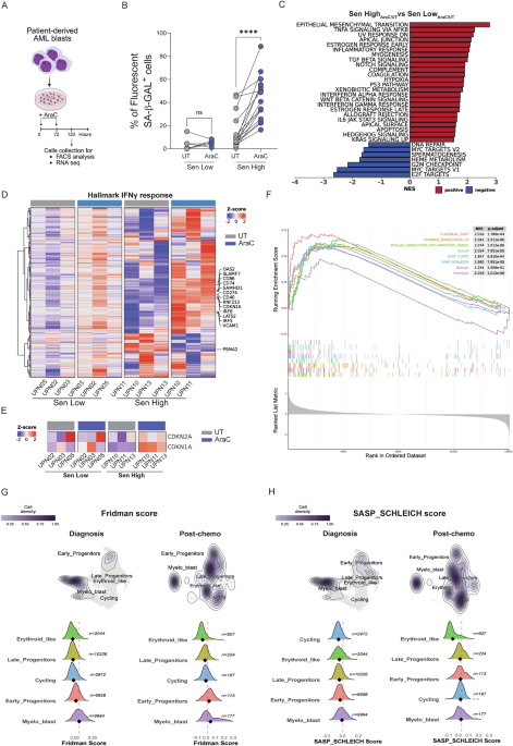 Therapy induced senescence promotes immunogenicity in acute myeloid Leukemia through reduced EZH2 activity Therapy induced senescence promotes immunogenicity in acute myeloid Leukemia through reduced EZH2 activity